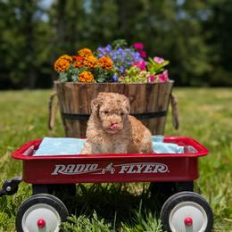 Girl 1 - female Cavapoo puppy in Mc Ewen, Tennessee from Spencer's "lil" Cavapoos & Bernedoodles
