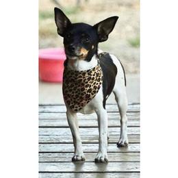 Jemma - Rat Terrier
