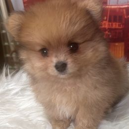 Teddy - Red male Pomeranian puppy in Tucson, Arizona from Kristy's Pomeranians