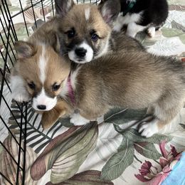 American Corgi and Pembroke Welsh Corgi Puppies from Cascadian Space Coast Corgis LLC