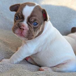 Dove - Tricolors female French Bulldog puppy in Fort Atkinson, Wisconsin from Bishop Bullyz