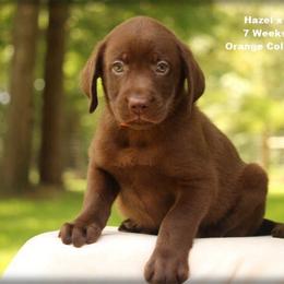 Orange Collar - Chocolate male Labrador Retriever puppy in Huntington, Texas from Soggy Bottom Retrievers