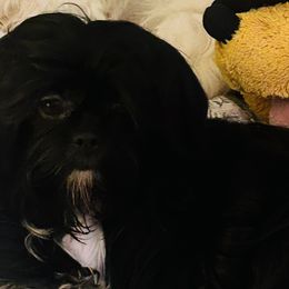 Shih Tzus from Precious Paws Shih tzus