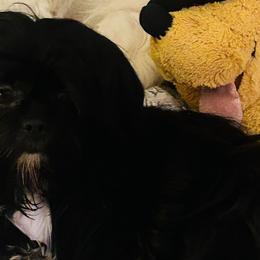 Shih Tzus from Precious Paws Shih tzus