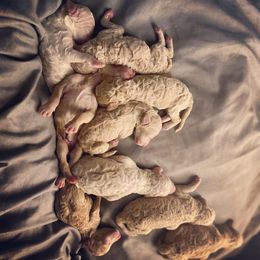 Poodle Puppies from Durer Poodles