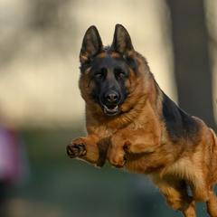 German Shepherds from In Stride Shepherds