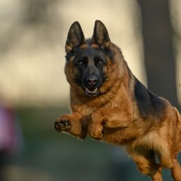 German Shepherds from In Stride Shepherds