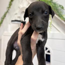 Gravy - Black male Whippet puppy in Fort Myers, Florida from Rainbow Whippets
