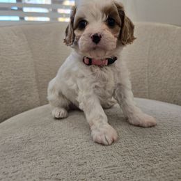 Rumi - Blenheim female Cavapoo puppy in Fordland, Missouri from K&K's Puppy Kingdom