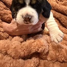Hank - Black white and tan male Beagle puppy in New Tazewell, Tennessee from Sweet Warner Pugs & Beagles
