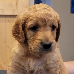 Goldendoodles from Goldendoodle by Design