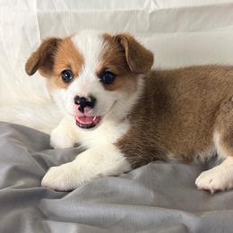 Ziggy - Sable male Pembroke Welsh Corgi puppy in El Dorado Springs, Missouri from Trixie Dixie