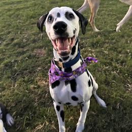 Dalmatian All Grown Up from Sarena Martinez