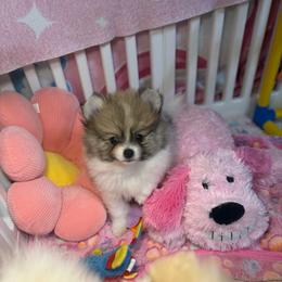 Zane - Orange parti male Pomeranian puppy in Phoenix, Arizona from Luxpomz