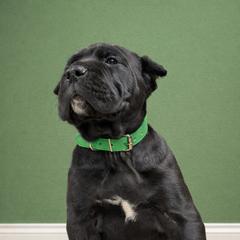 Molosser (Bully x) Puppies from Monumental Mastiffs