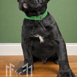 Molosser (Bully x) Puppies from Monumental Mastiffs