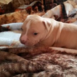 American Pit Bull Terrier Puppies from Kaotic APBTs