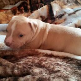 American Pit Bull Terrier Puppies from Kaotic APBTs