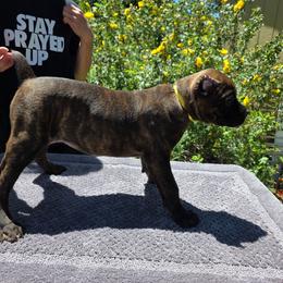 Amy - Chestnut brindle female Cane Corso puppy in Klamath Falls, Oregon from Sharon Lloyd