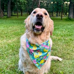 River - Golden Retriever