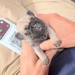Hunter - Fawn female Pug puppy in Moorefield, West Virginia from Wratchford Farms