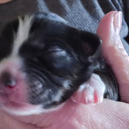 Henry - Black tri male Toy Australian Shepherd puppy in Windom, Texas from Wild Farm Puppies