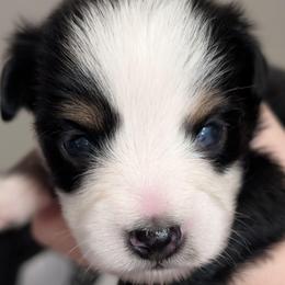 Blackberry - Black tri male Toy Australian Shepherd puppy in Lakeland, Florida from Under the Oak Aussies