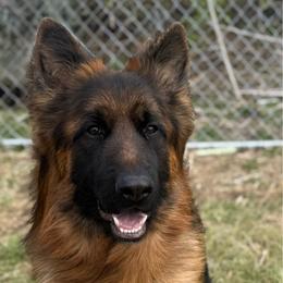 Jaeger - German Shepherd
