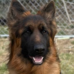 Jaeger - German Shepherd