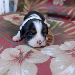 Zsa Zsa - Tri-color female Cavalier King Charles Spaniel puppy in Ashwood, Oregon from Kelly Hendrix's Cavalier King Charles Spaniels & Toy Australian Shepherds