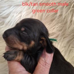 Green Collar - Black and tan male Dachshund puppy in La Pine, Oregon from Lil Deschutes