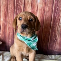 Green ribbon - Yellow male Labrador Retriever puppy in Newmanstown, Pennsylvania from Retrievers of Millbach