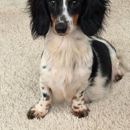 Oreo - Dachshund