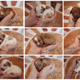 Goldendoodle Puppies from Peach and Honey Doodles