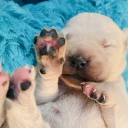 Golden Retriever Puppies from English Cream Goldens in Georgia