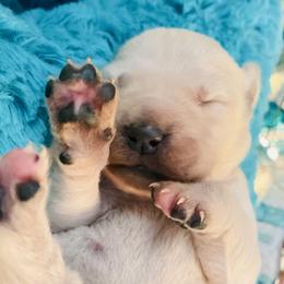Golden Retriever Puppies from English Cream Goldens in Georgia