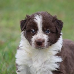 Red Boy 1 - Red male Border Collie puppy in Tylertown, Mississippi from Cool Meadow Farms