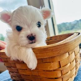 BOY 2 - White male Maltese puppy in Ashville, Alabama from LMC Pups