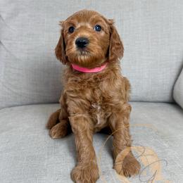 Rosé (pink collar) - Red  female Goldendoodle puppy in Murrieta, California from Apricot Poodles & Goldendoodles, LLC