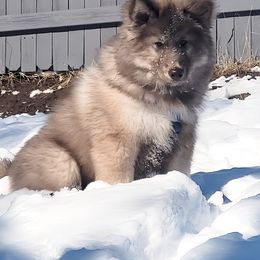 Native American Indian Dog Puppies from Turtle Island NAIDs