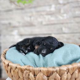Nile Jordan - Phantom male Bernedoodle puppy in Marshall, Michigan from Whispering Aspen Homestead