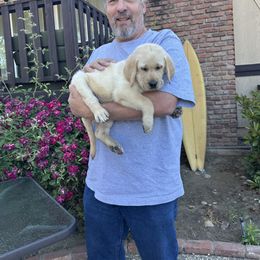 Labrador Retriever Puppies from Red Barn Family Labs