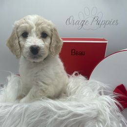 Goldendoodle, Labradoodle, Poodle, and Sheepadoodle Puppies from Osage Puppies