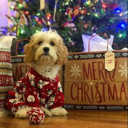 Goldendoodle puppies from Sugar Bay Doodles