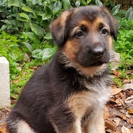 German Shepherd Puppies from Saint Pete Sheps