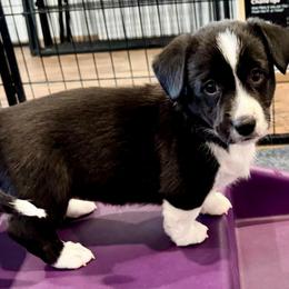 Moonshine (Red collar) - Black and white female Cardigan Welsh Corgi puppy in Omaha, Arkansas from DnD Corgis