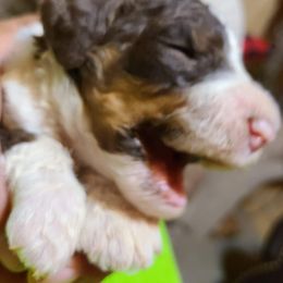 Bearded Retriever, Bernedoodle, and Poodle Puppies from Doodle Belle Puppy