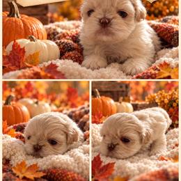 Lavender Boy - White male Shih Tzu puppy in Bethpage, Tennessee from Tennessee's Treasured Shih Tzus