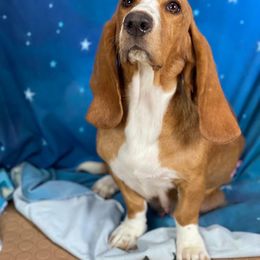 Raven - Basset Hound