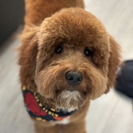 Bernedoodles and Goldendoodles from Country Hills Doodles